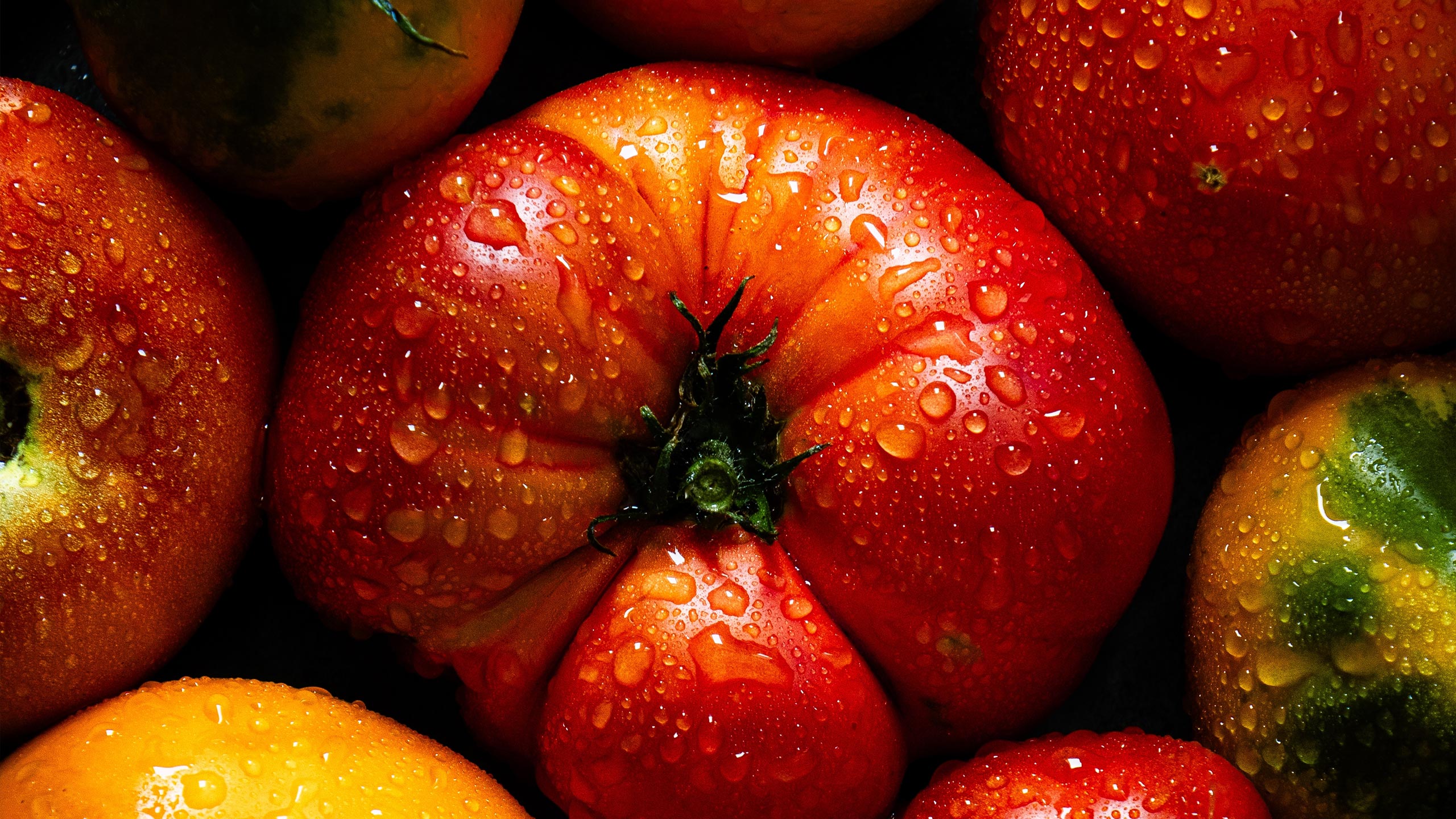Fresh tomatoes at Mayhew Tomato Farm