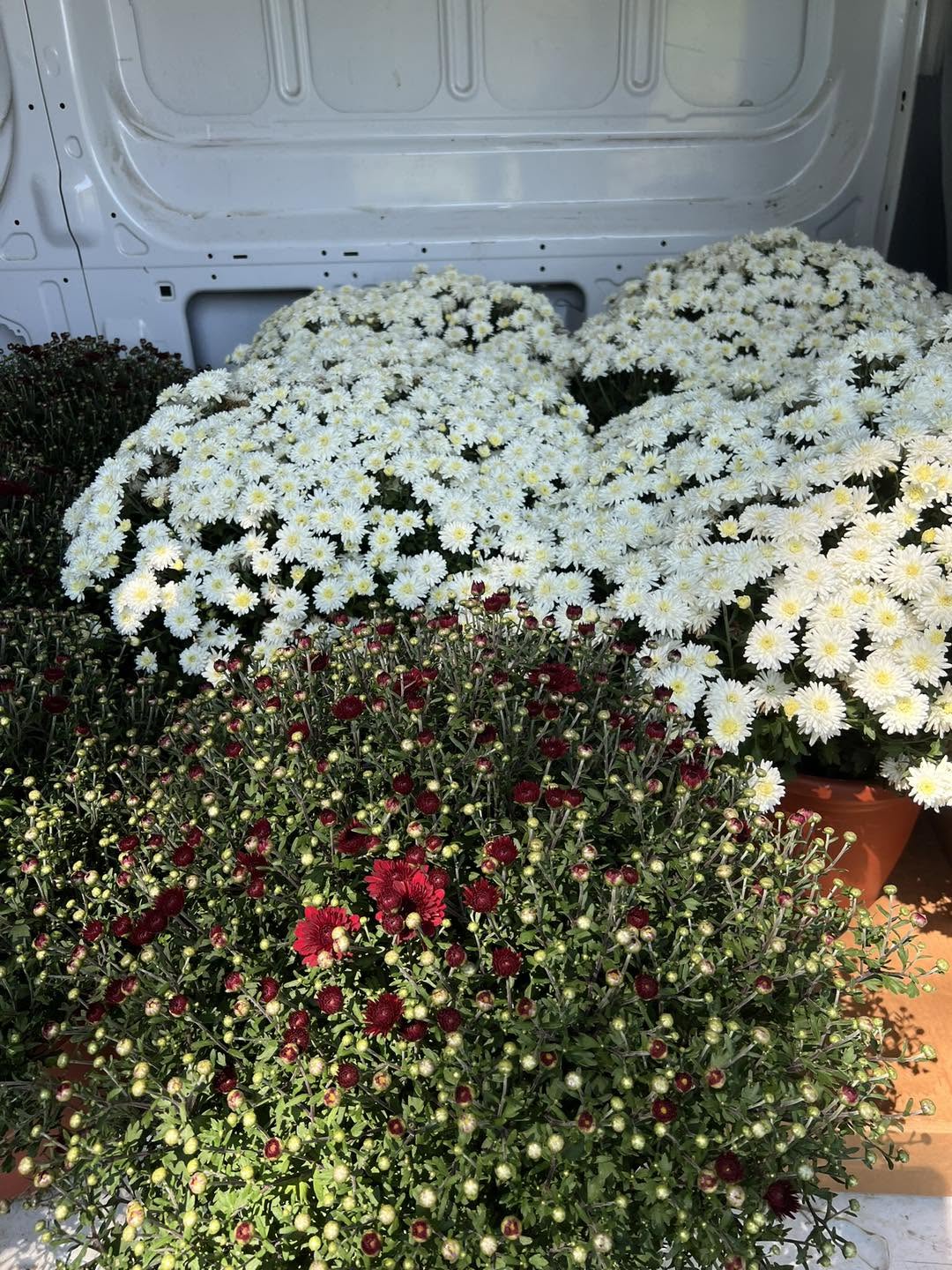 Seasonal fall mums