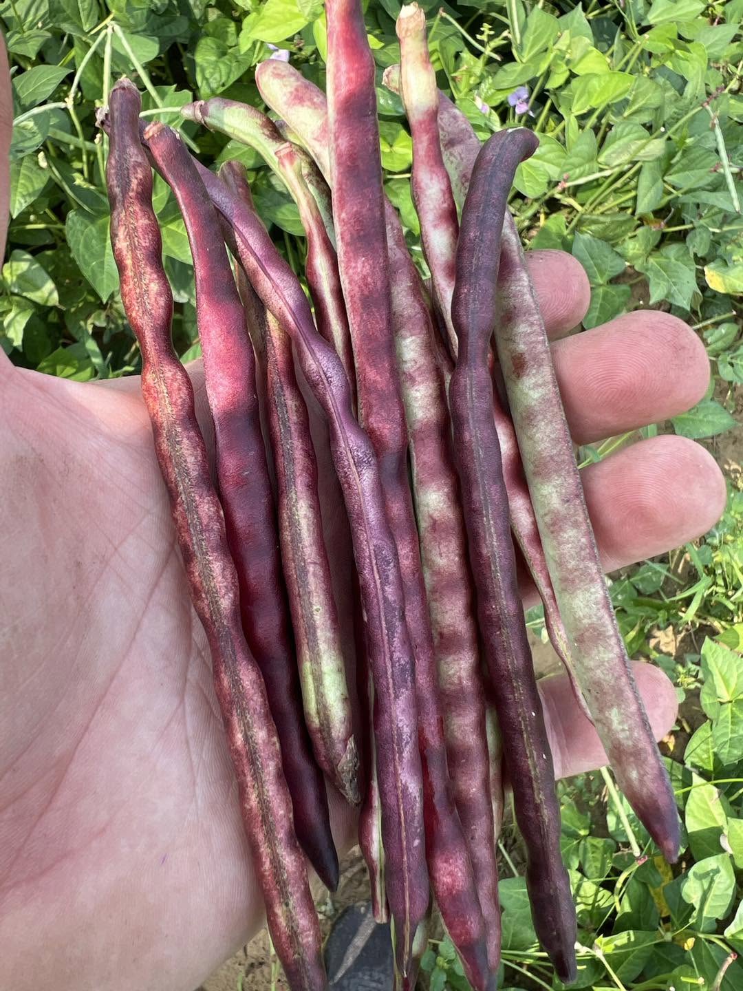 Fresh purple hull peas picked at Mayhew Tomato Farm